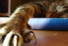 Your Cat’s Claws – Why They Should Never Be Taken Away