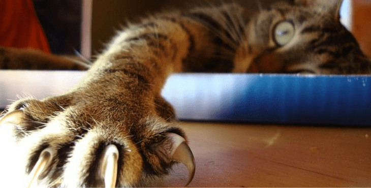 cat-claw-cover